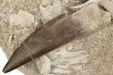 Fossil Plesiosaur (Zarafasaura) Tooth & Fish Verterbae - Morocco #192527-1